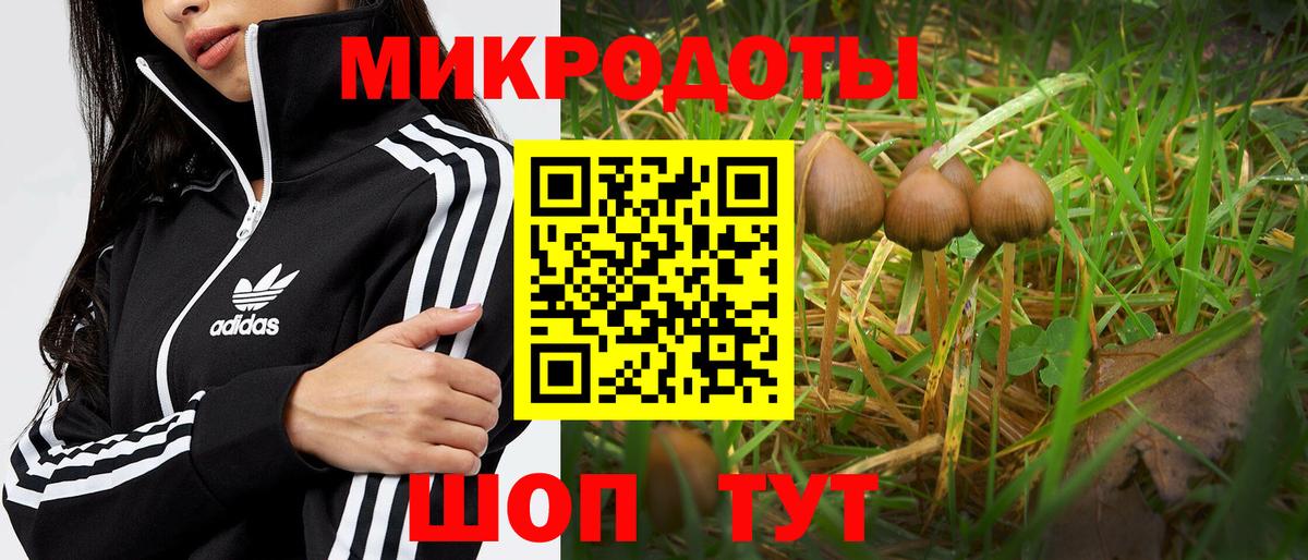Галлюциногенные грибы Psilocybe Нальчик